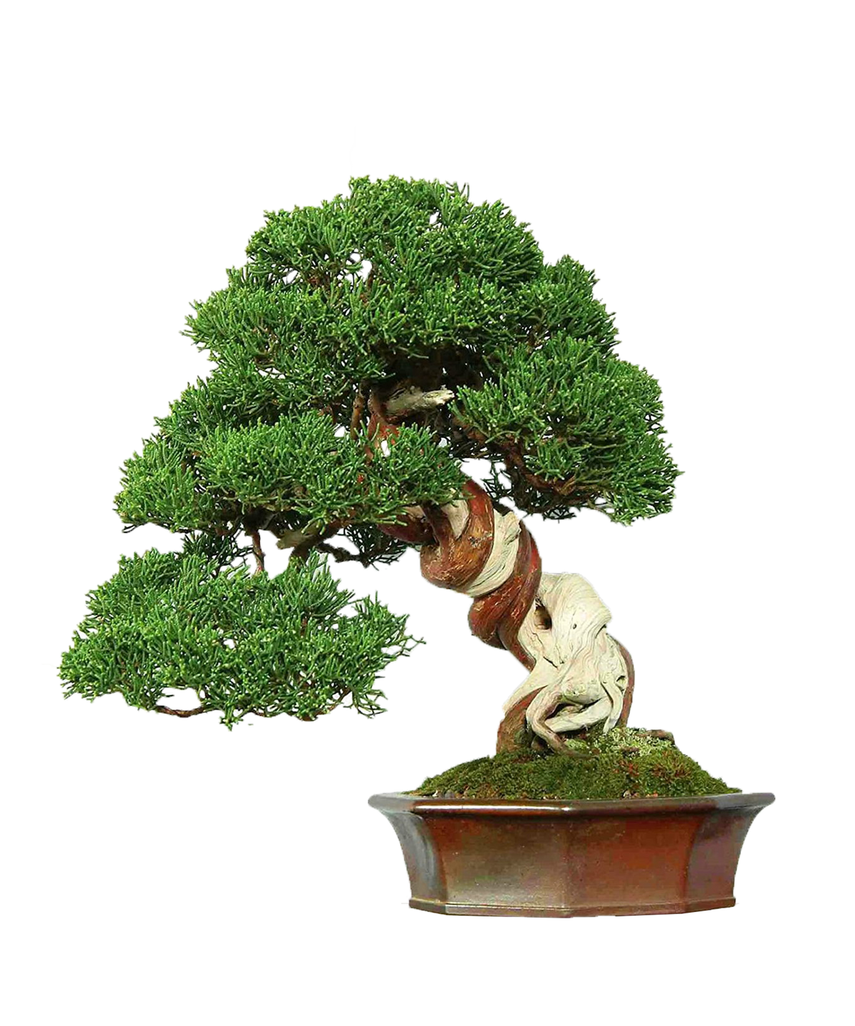 Shohin Mature Bonsai | BonsaiStore.co Shohin Mature Bonsai | BonsaiStore.co