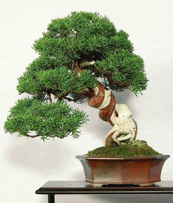 Japanese Zen Garden Bonsai Tree - farm & garden - by owner - sale -  craigslist
