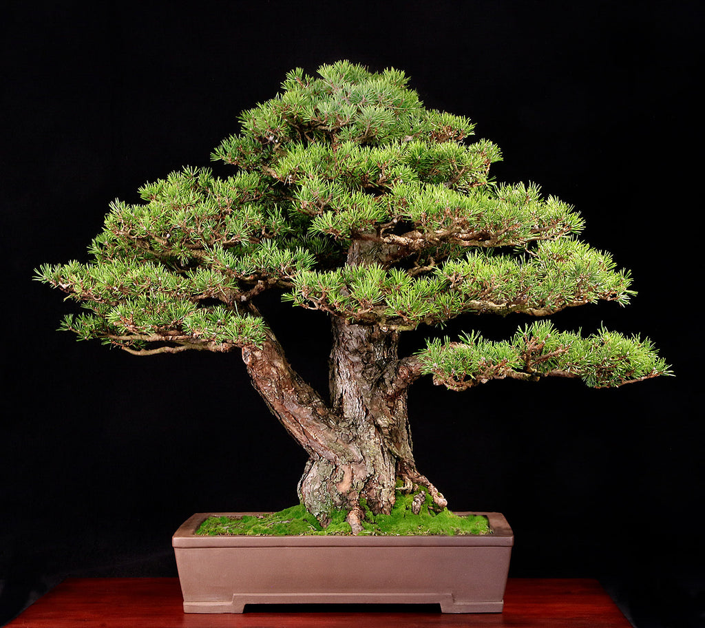 Juniper Bonsai Tree Juniper Bonsai Trees For Sale Buy Juniper