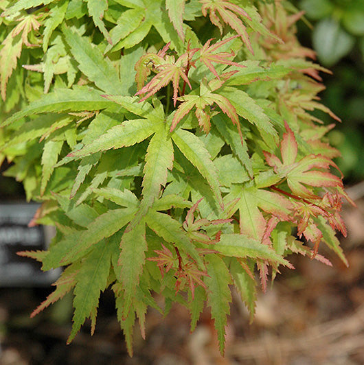 Japanese Maple (Acer Palmatum + var)