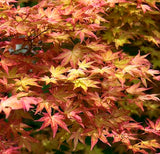 Japanese Maple (Acer Palmatum + var)