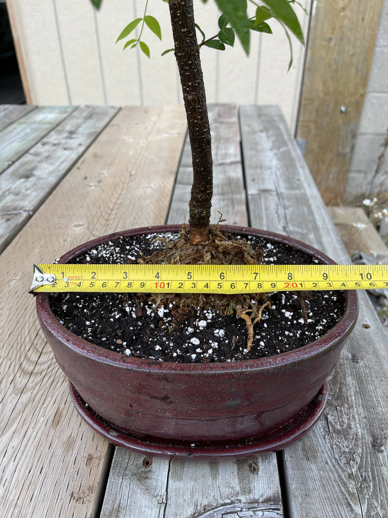 Barbados Cherry Bonsai