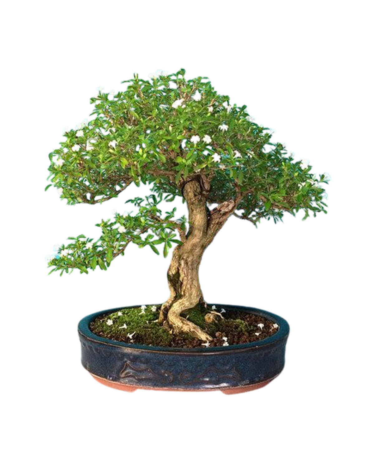 マリオページ　　 レッドホープス　日大東北　3体 Japanese Red Maple Bonsai Tree 10348 | The Botanical