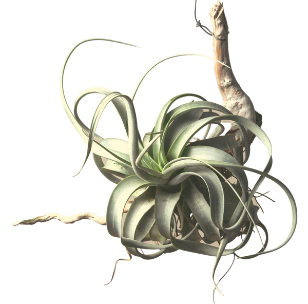 Plants BonsaiStore.co