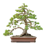 Dwarf Spruce