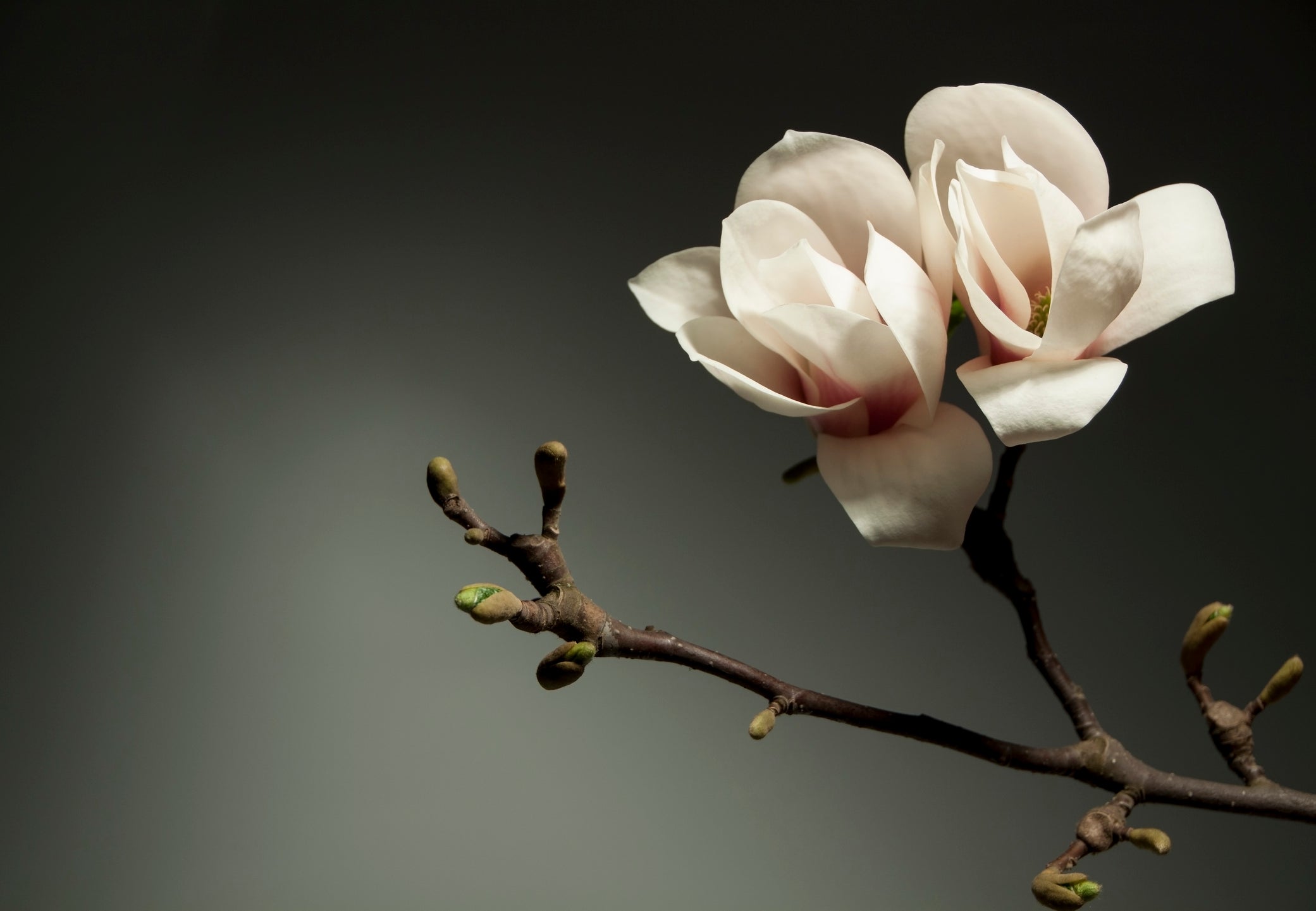 Japanese Magnolia