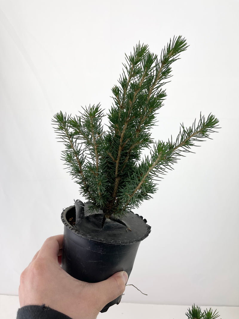 Dwarf Spruce