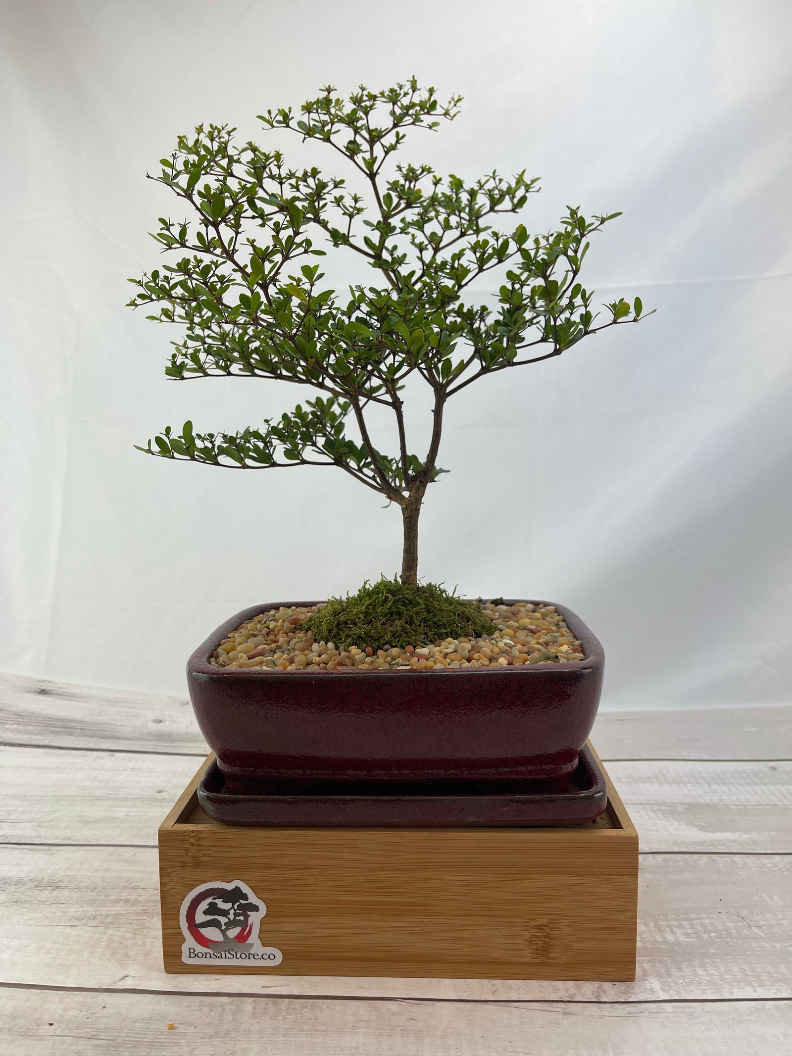 オリーブ盆栽　Olive Bonsai ◇小倉園'sセレクション @ブテイヤン 10号鉢 フランス🇫🇷原産の