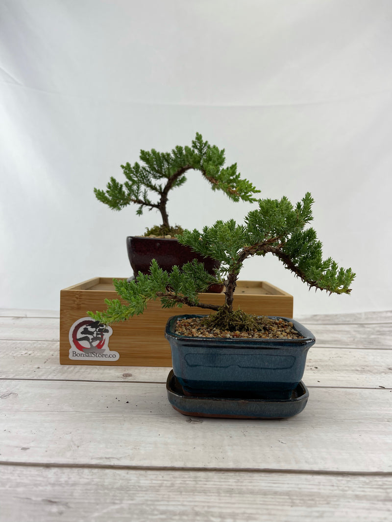 Juniper Bonsai Tree Fertilized Zen Garden Live Plant Best Gift