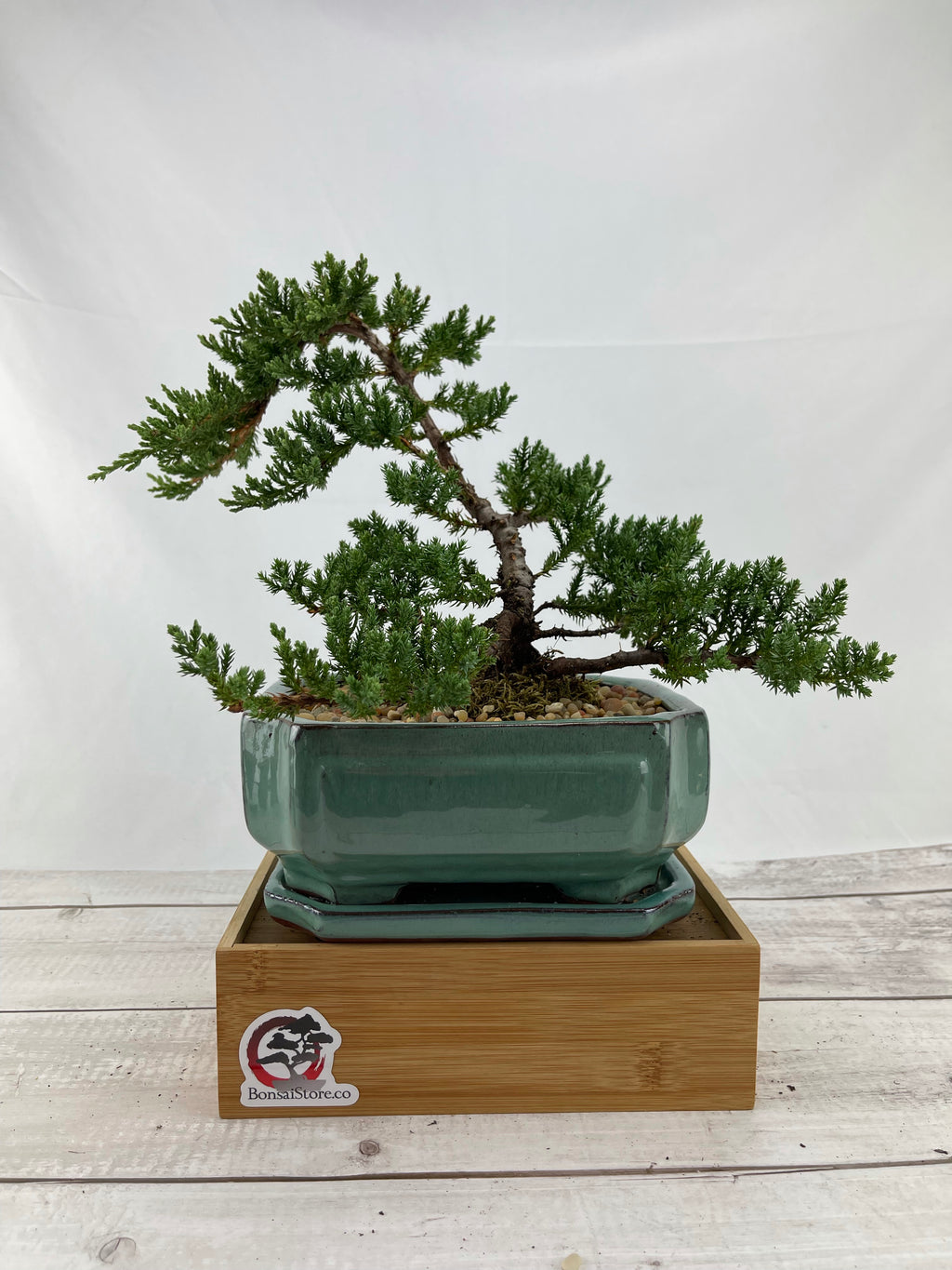 Juniper Bonsai Tree Juniper Bonsai Trees For Sale Buy Juniper
