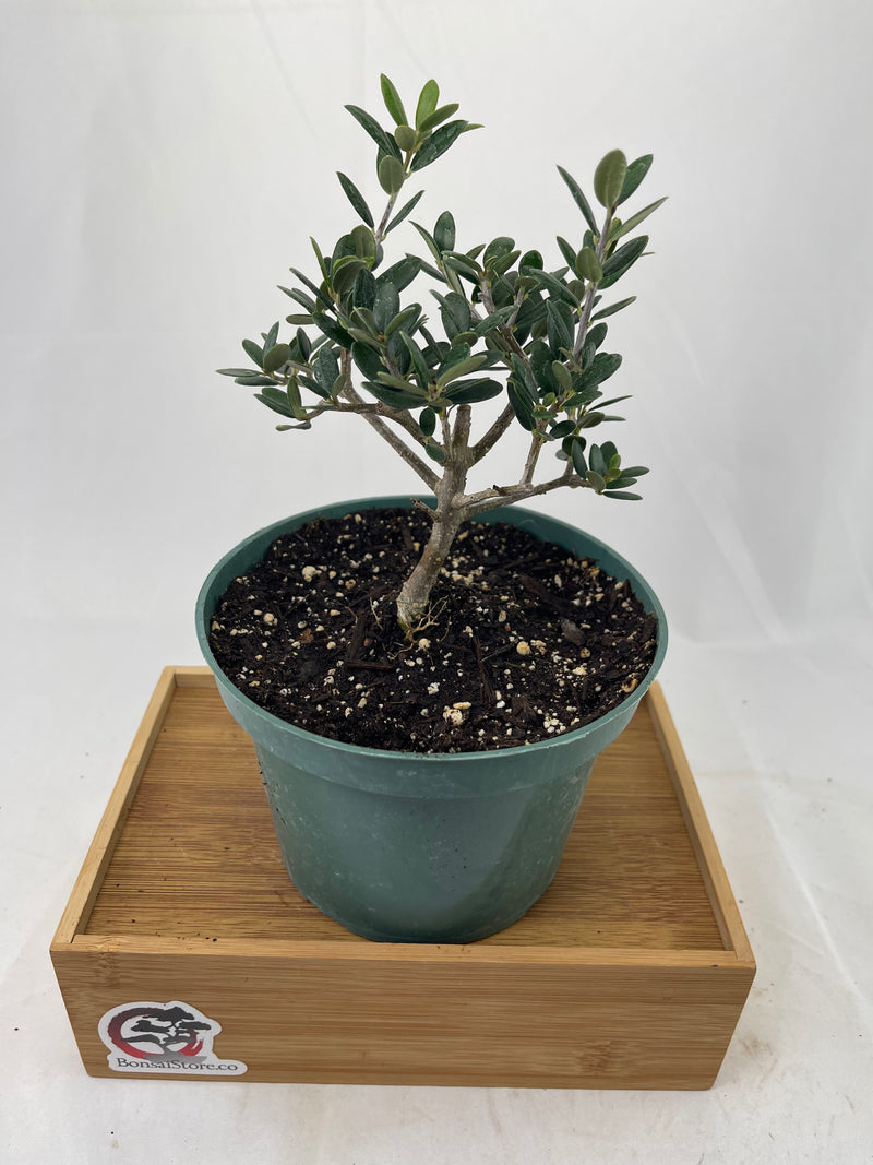 black olive tree bonsai care