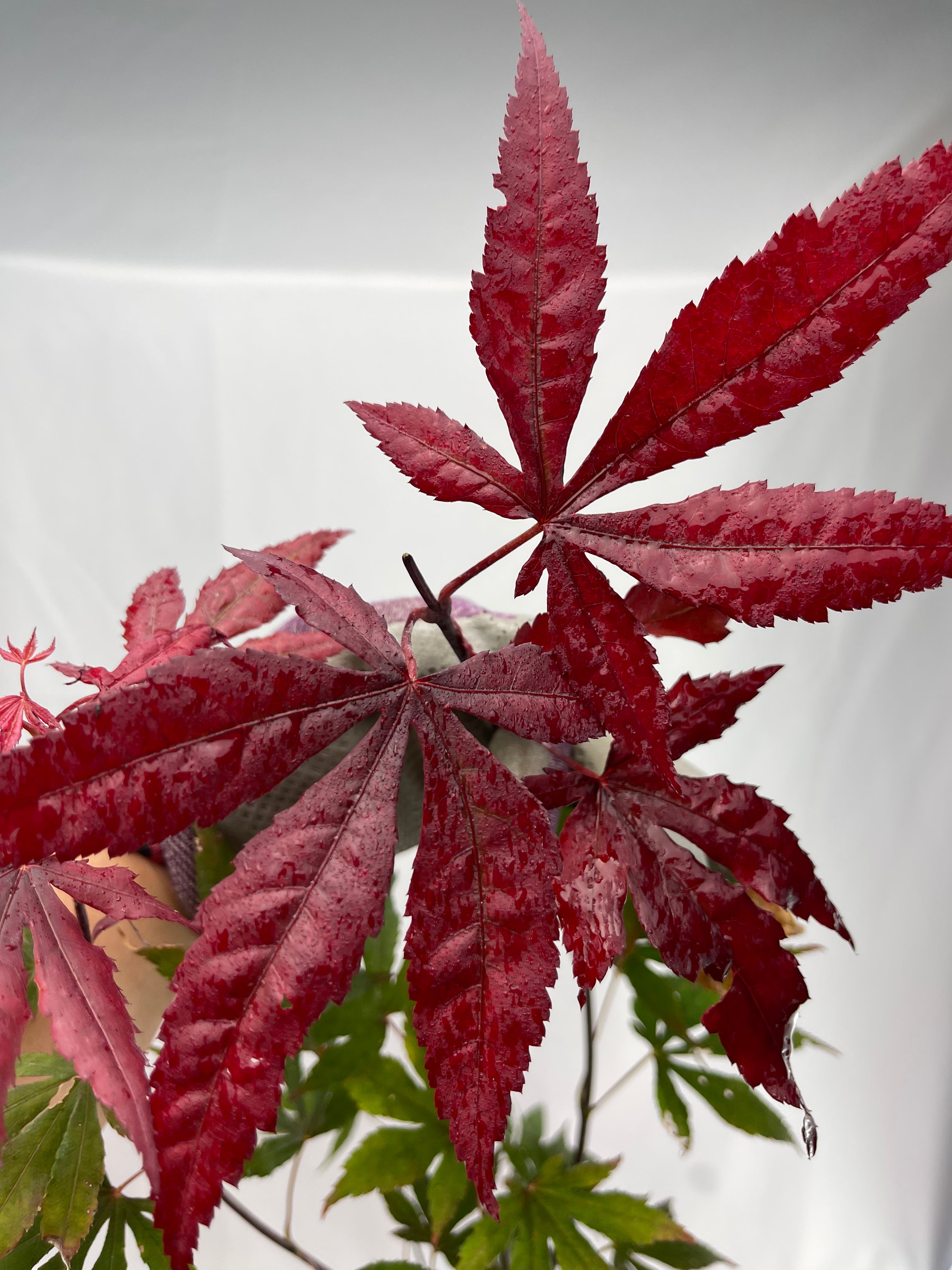 Japanese Maple (Acer Palmatum + var)