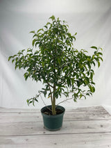 Ficus Too Little (Young)