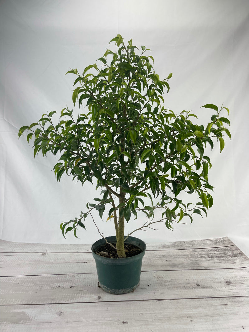 Ficus Too Little (Young)