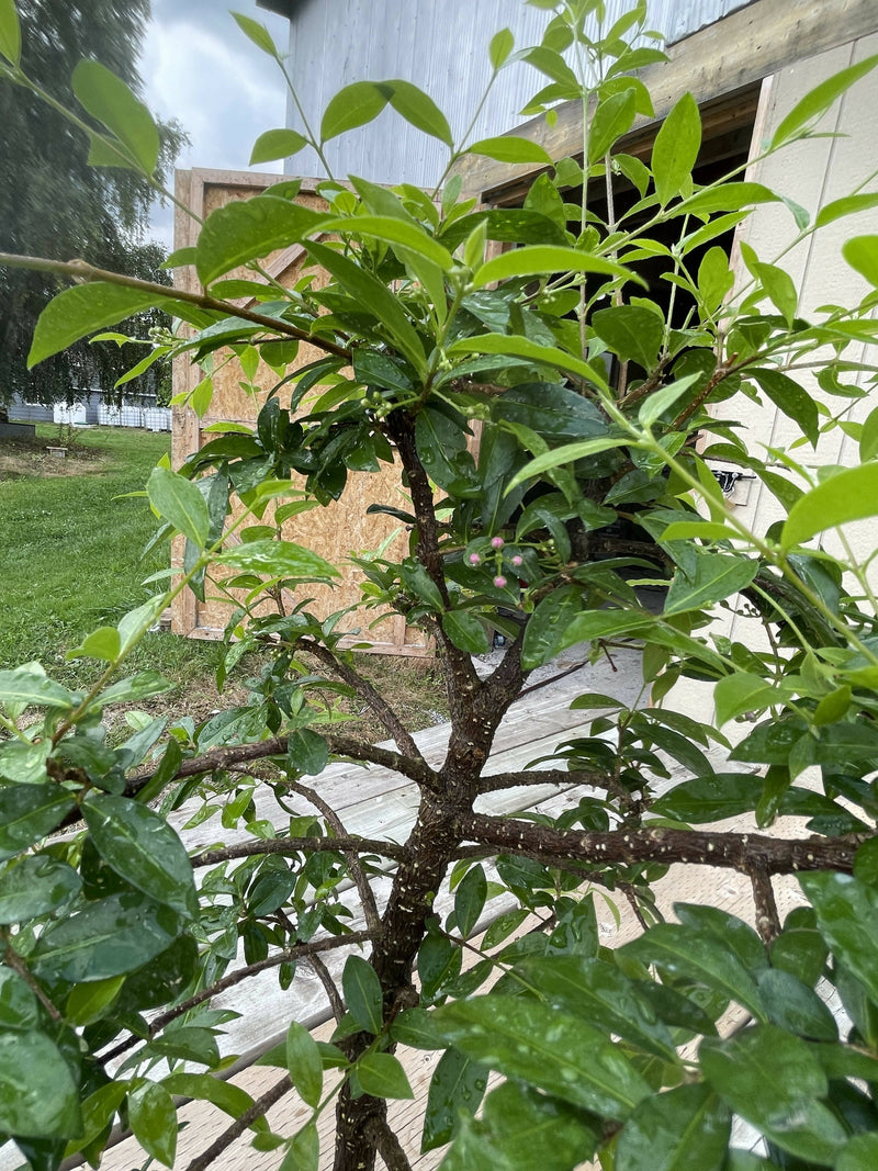 Barbados Cherry Bonsai