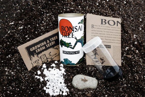 Misho Bonsai Growing Kit